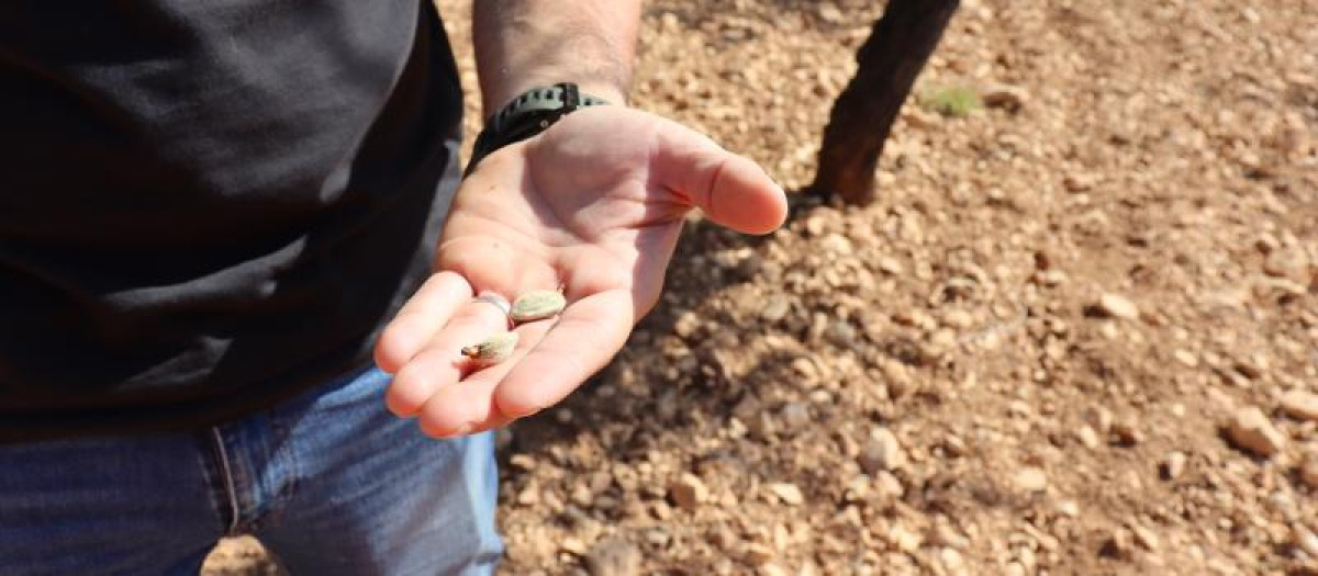 Pérdida del cultivo de almendro en Alicante a causa de la sequía