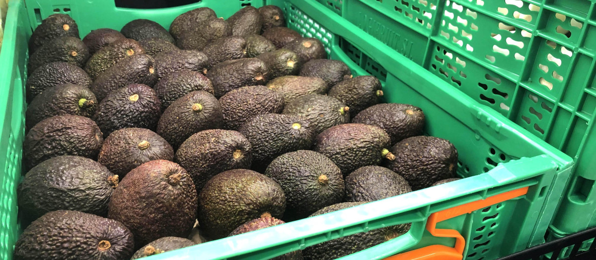 Aguacate en un supermercado de España