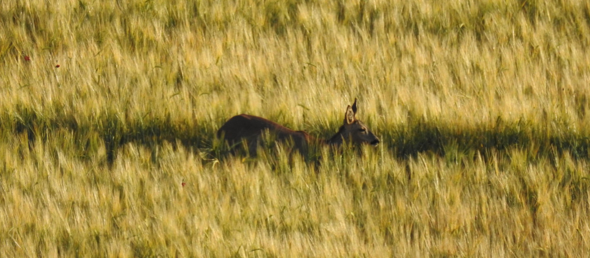 Corzo fotografiado este junio en el campo