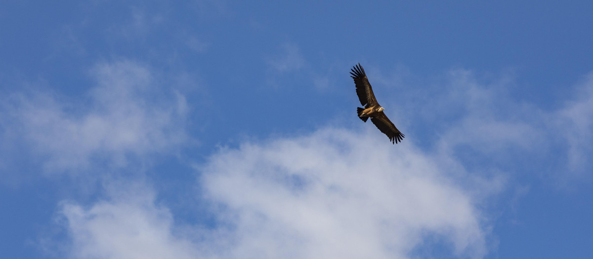 Un buitre sobrevuela en la Sierra Norte de Guadalajara (Castilla-La Mancha)