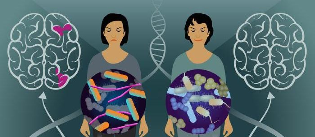 En un estudio con gemelos, los investigadores caracterizaron con éxito las bacterias intestinales implicadas en la esclerosis múltiple y proporcionaron evidencia de su patogenicidad