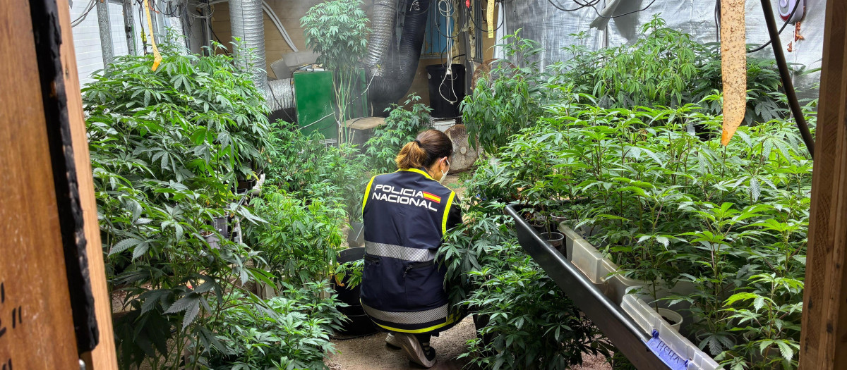 Plantación con 425 plantas de marihuana y cuatro detenidos en Náquera, Valencia