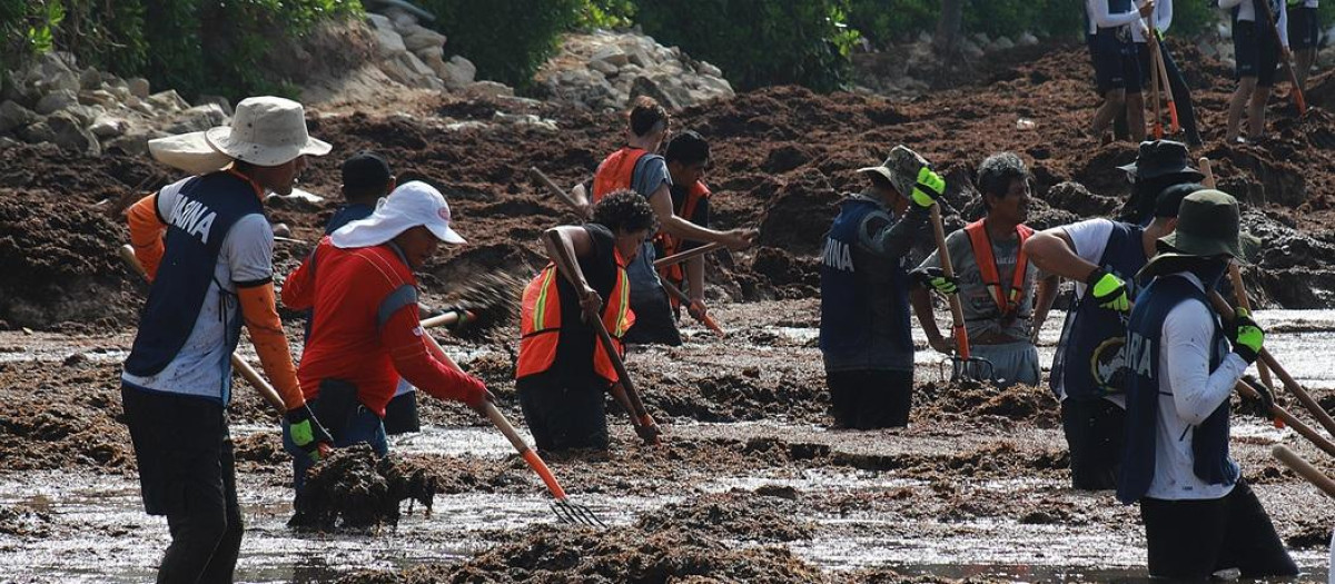 Autoridades y voluntarios participan en la recolección de sargazo este martes, en Playa del Carmen, en el estado de Quintana Roo (México).
