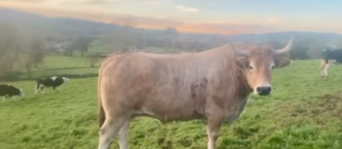 'El Grande', el buey de 1.500 kilos robado en Vizcaya