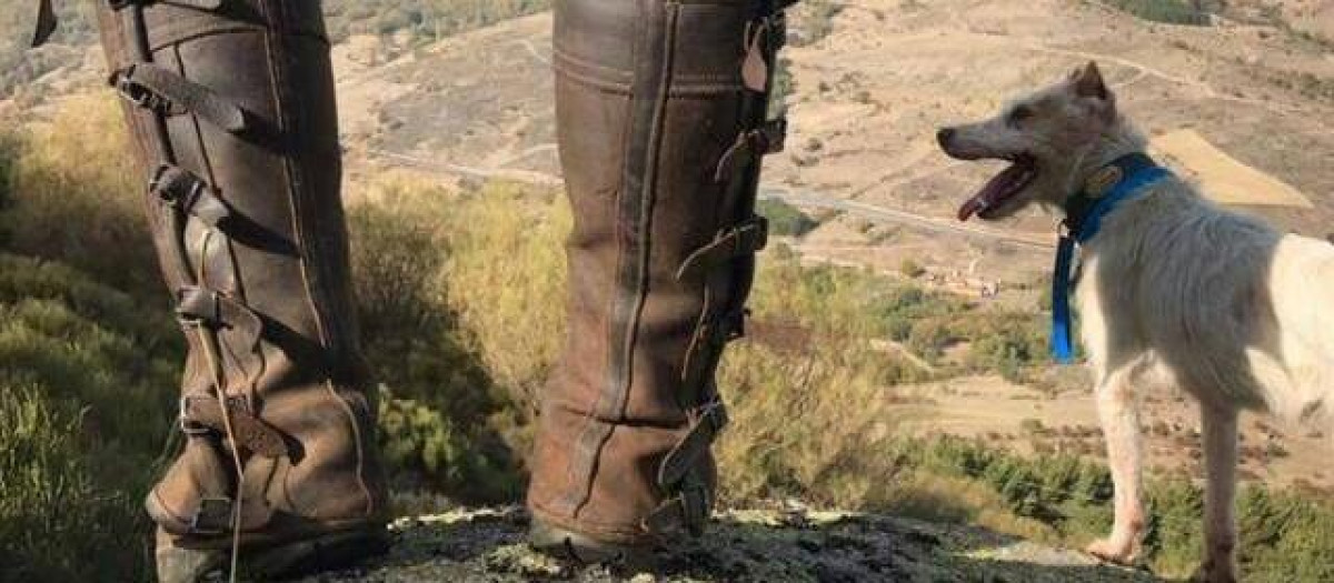 Perro de caza en una montería
