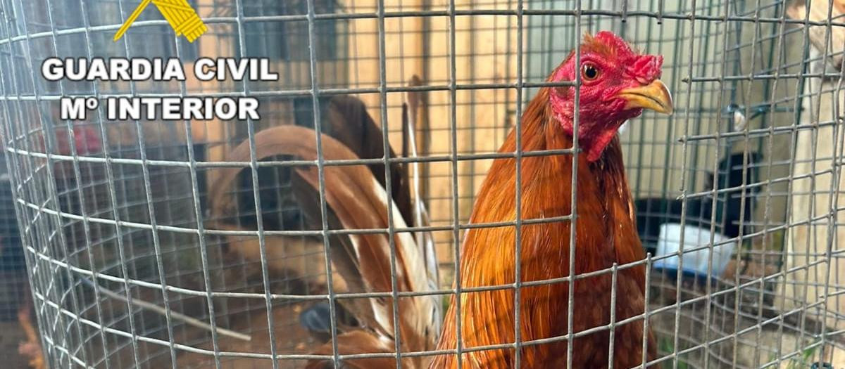 Uno de los gallos de pelea