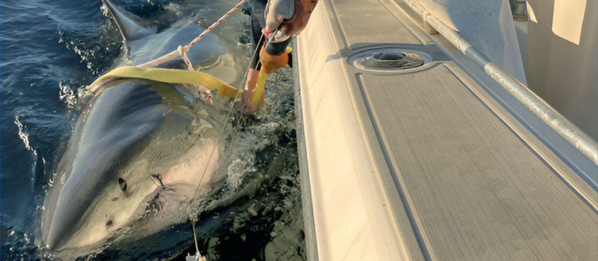 Espécimen de tiburón blanco encontrado frente a las costas de Florida