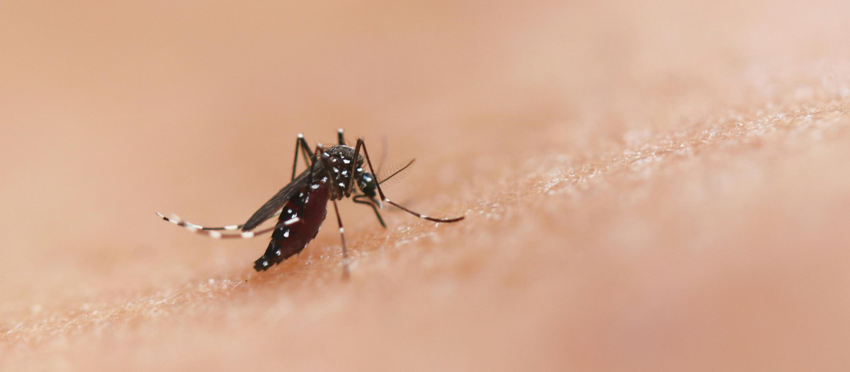 Mosquitos en verano