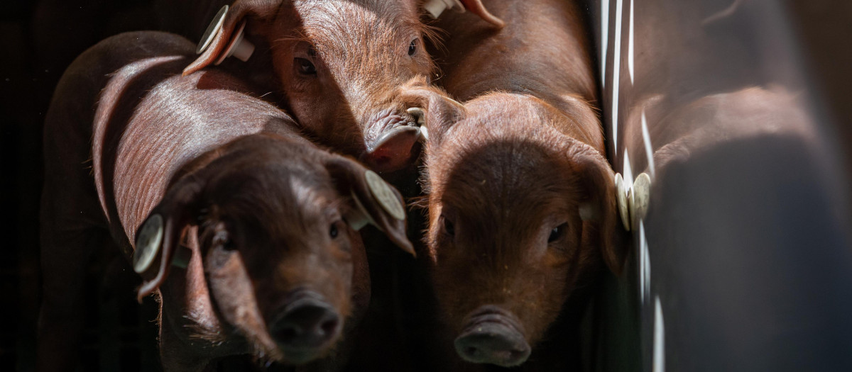Lechones de raza ibérica pura en la Finca Morianillo de la empresa Jierrito Alto en Jerez de los Caballeros (Extremadura)