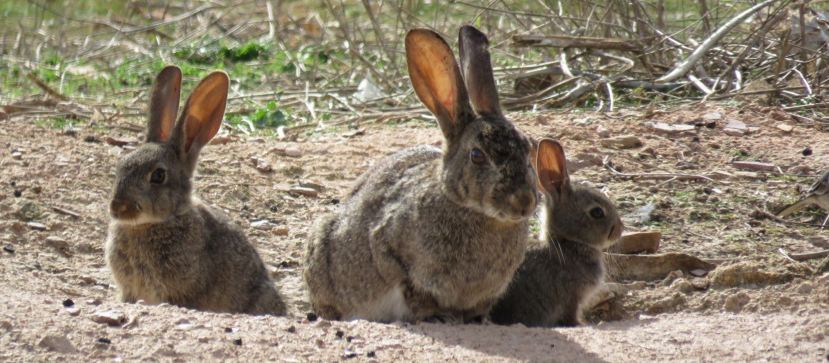 Conejo silvestre en España