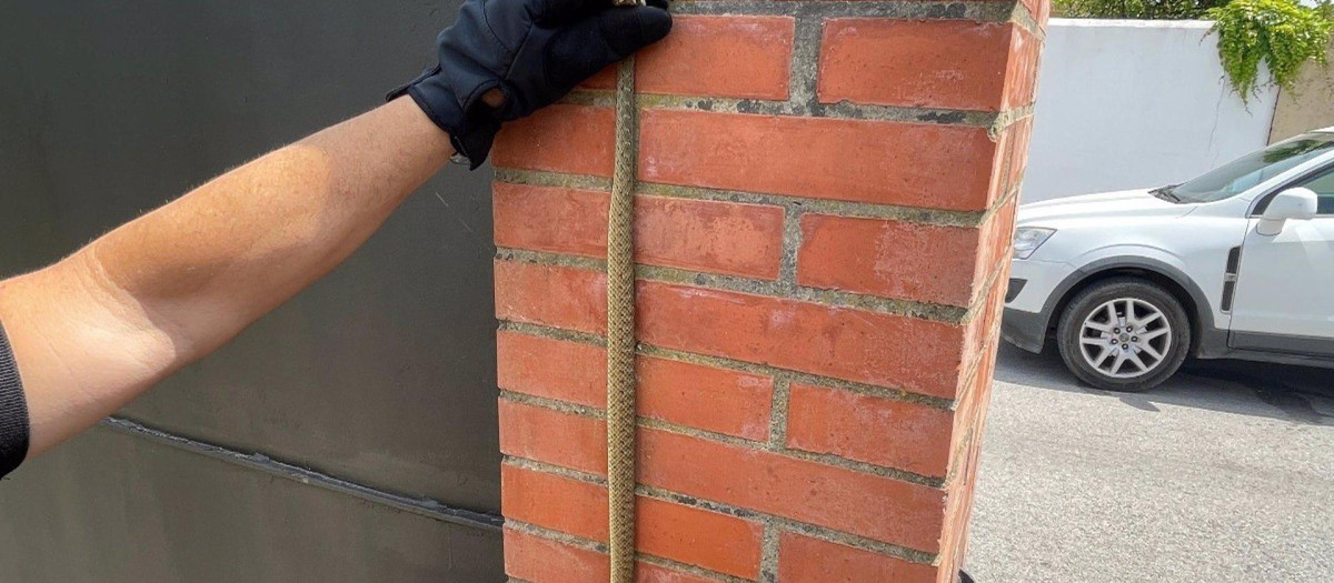 Serpiente venenosa atrapada en una vivienda de Algeciras