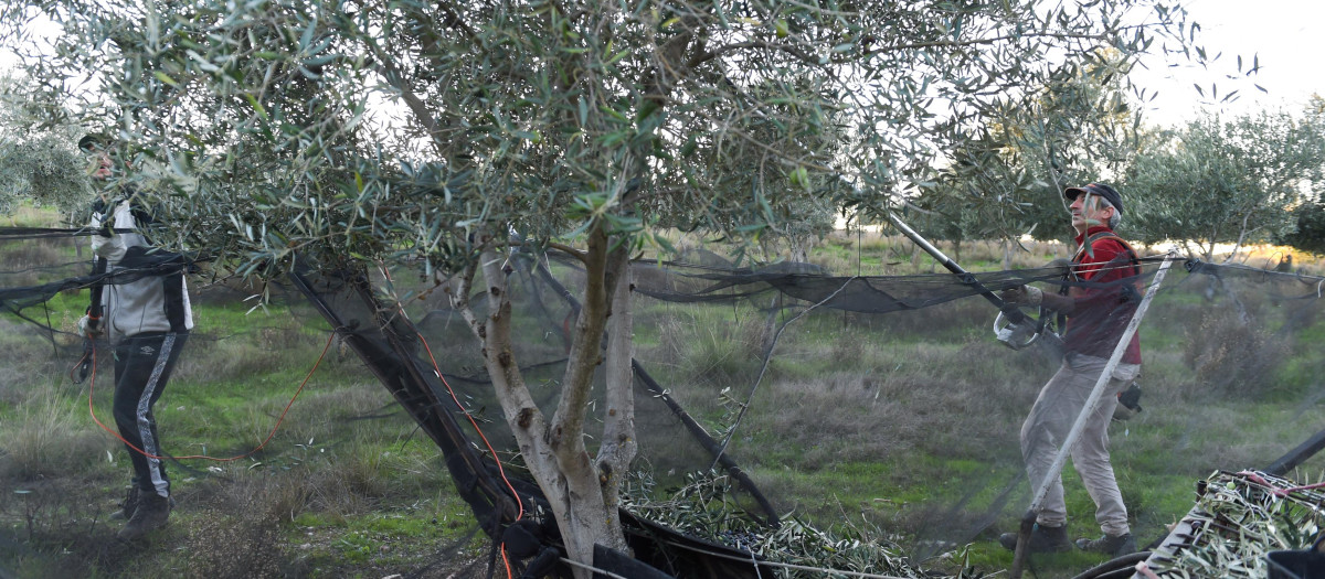 Dos personas recogen aceitunas, en un olivar de Holguera (Cáceres)