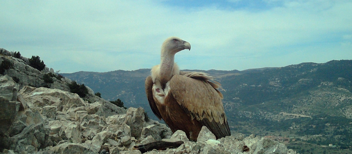 Ejemplar de buitre leonado