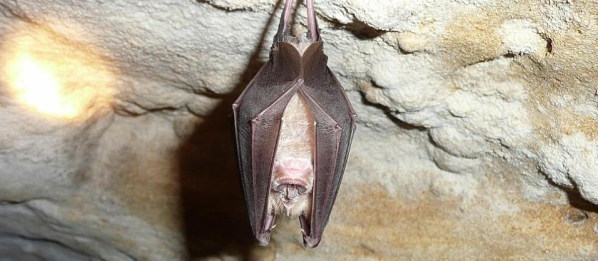 Murciélago grande de herradura colgado en una cueva