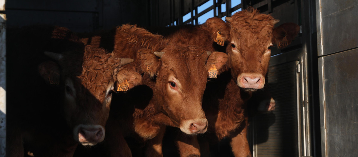 Varias vacas salen de un cajón de animales en una explotación ganadera