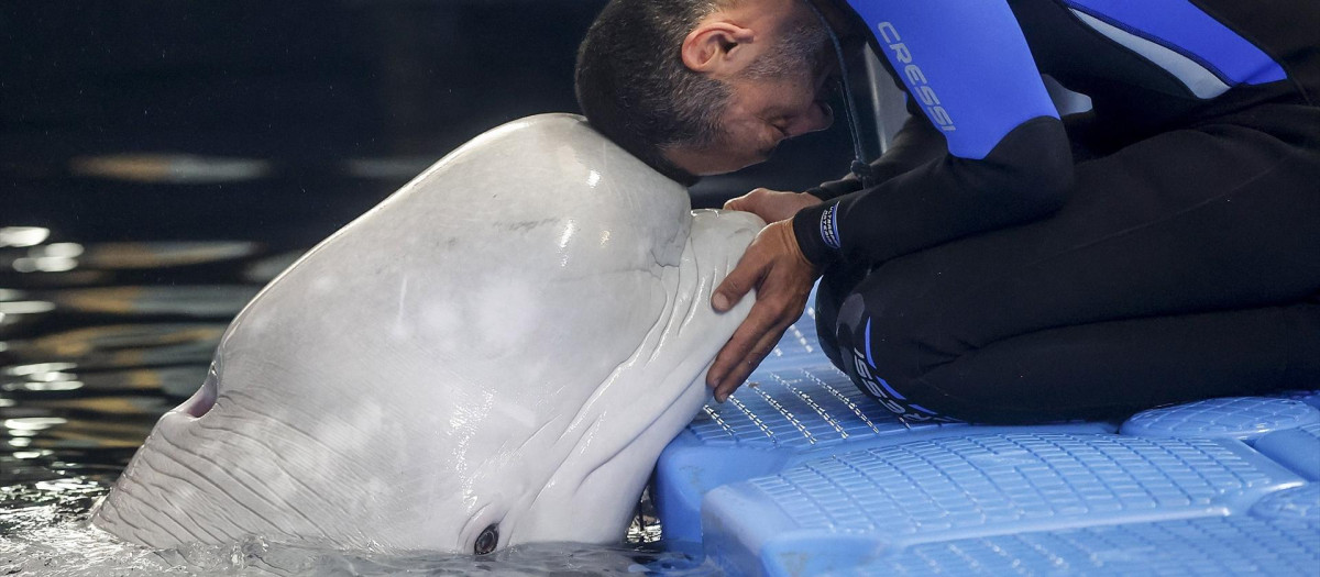 (Foto de ARCHIVO)
Un cuidador del Oceanogràfic con una de las dos belugas rescatadas de Ucrania, Plombir y Miranda, durante una sesión veterinaria en el Oceanogràfic de Valencia, a 1 de julio de 2024, en Valencia, Comunidad Valenciana (España). Estos dos animales habitaban en el acuario de Járkov y tras un operativo de 48 horas, fueron trasladadas al acuario de Valencia, donde descansan de los bombardeos desde el 18 de junio.

Rober Solsona / Europa Press
01 JULIO 2024;BELUGAS;UCRANIA;OCEANOGRAFIC
01/7/2024