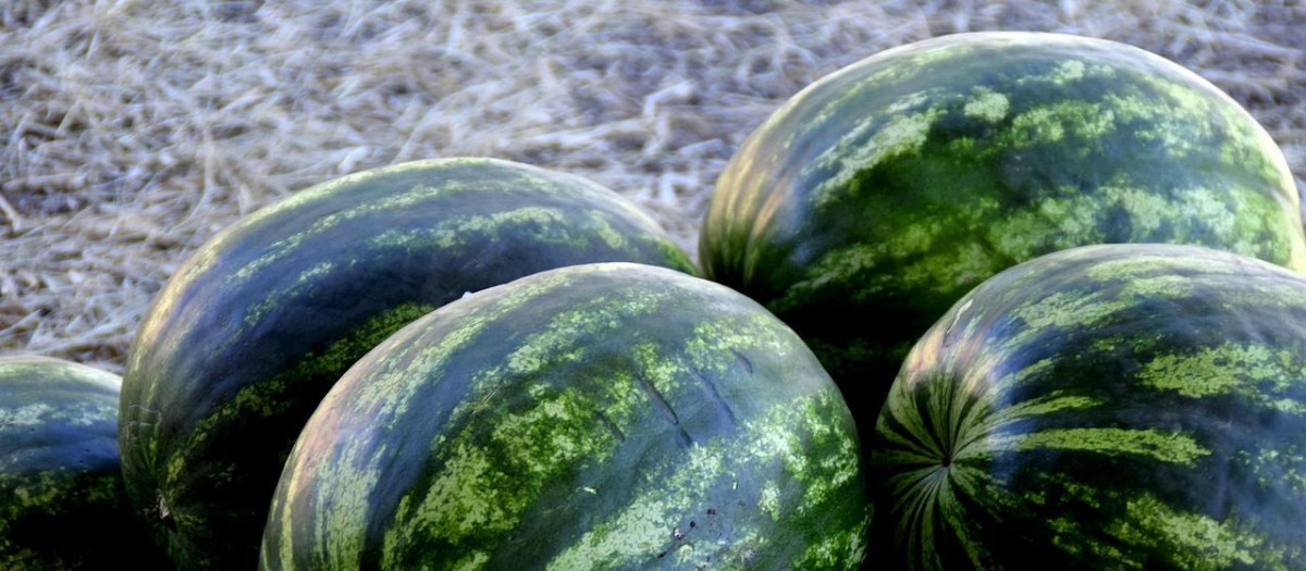 Imagen de recurso de unas sandías