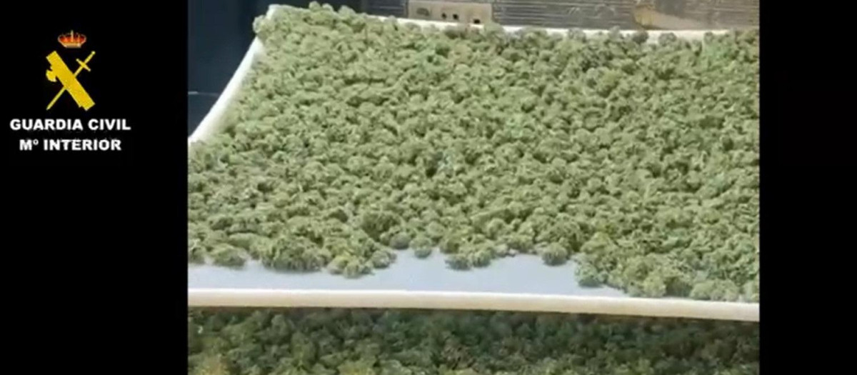 Detenidas nueve personas por tráfico de drogas y pertenencia a grupo criminal en Yuncler (Toledo).

REMITIDA / HANDOUT por GUARDIA CIVIL
Fotografía remitida a medios de comunicación exclusivamente para ilustrar la noticia a la que hace referencia la imagen, y citando la procedencia de la imagen en la firma
02/7/2025