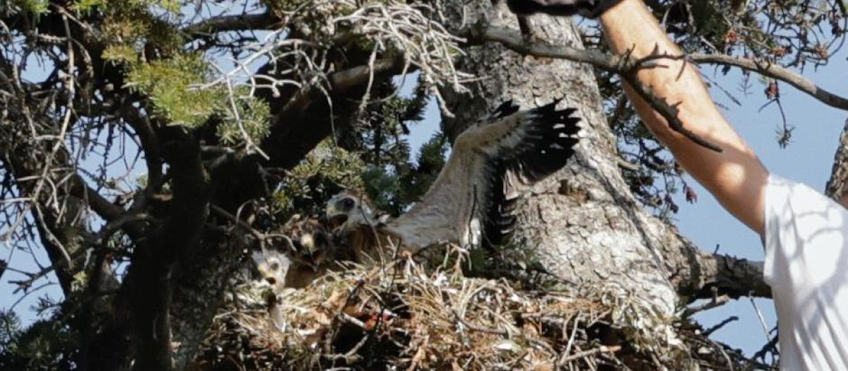 Anillamiento de un águila calzada en el Campo Grande, en Valladolid