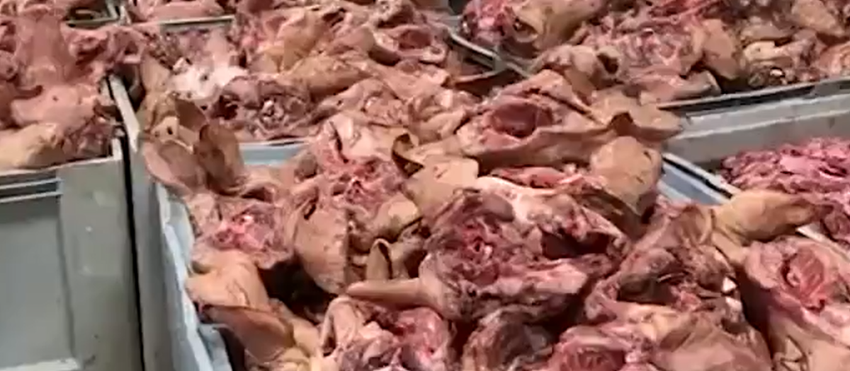 Carne en estado de putrefacción incautada