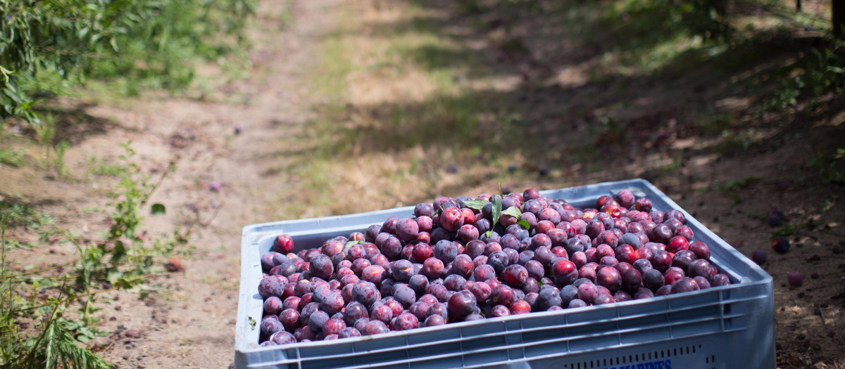 Ciruelas en un campo de Extremadura
