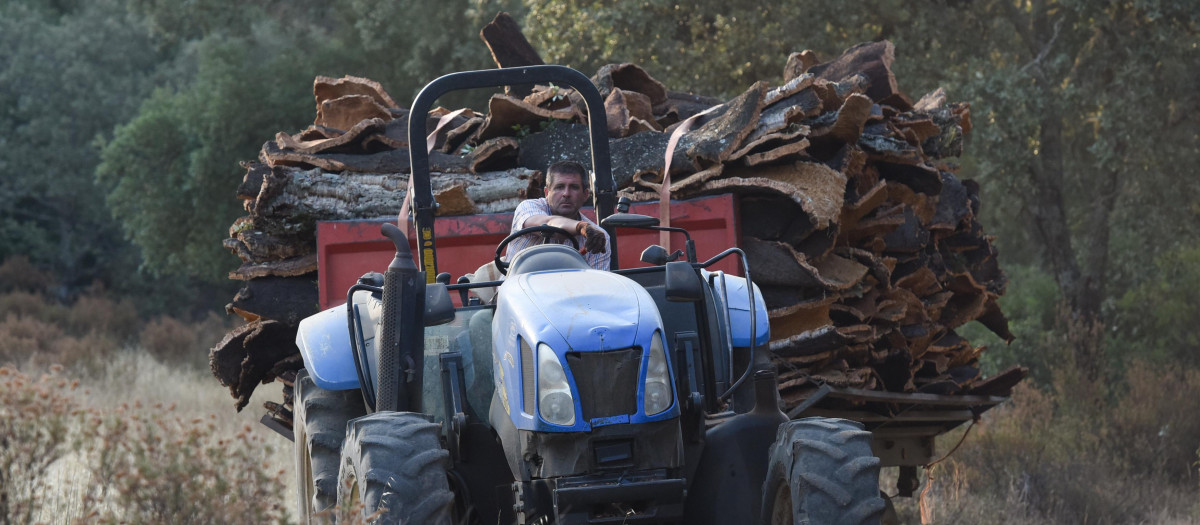 Un hombre transporta con un tractor el corcho extraído en una finca de Cáceres