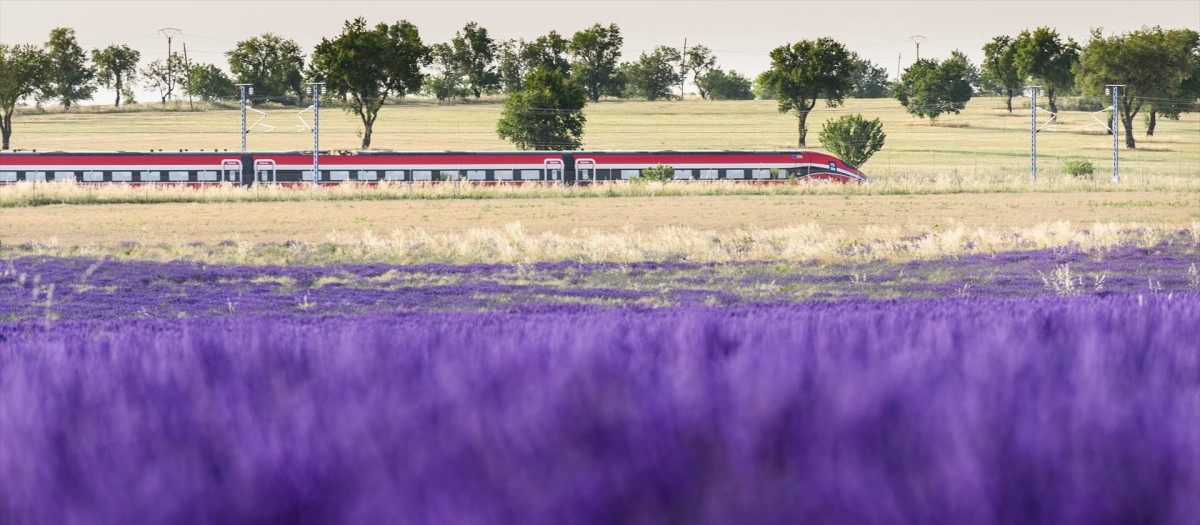 (Foto de ARCHIVO)
Un tren cercano a los campos de lavanda, a 30 de junio de 2023, en Brihuega, Guadalajara, Castilla La-Mancha (España). Brihuega, conocida como ‘El Jardín de la Alcarria’, fue la pionera hispana en el cultivo de lavanda hace 30 años. La siega y recolección de los campos comienza en verano en el momento en el que la flor ya ha tomado un color grisáceo. Esta labor termina entre la segunda o tercera semana de agosto, despidiendo así la temporada de la floración. Solo en estos campos la recolección alcanza hasta los 2.500 kilos diarios de esencia. Ya hay más de 1.000 hectáreas de lavanda en este municipio de Guadalajara y se ha establecido una planta de tratamiento y producción de perfumes.
Rafael Martín / Europa Press
01 JULIO 2023;PLANTA;COSECHA;MEDIO AMBIENTE;NATURALEZA;VERDE;MORADO;LAVANDA;FLORES;
30/6/2023