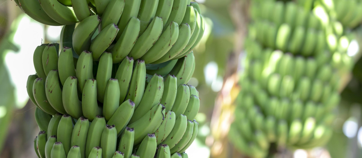 Plátano de Canarias