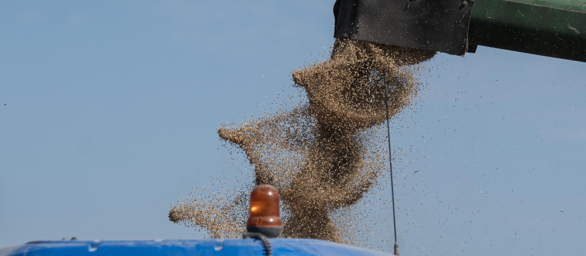 Máquinas agrícolas recolectando arroz en España