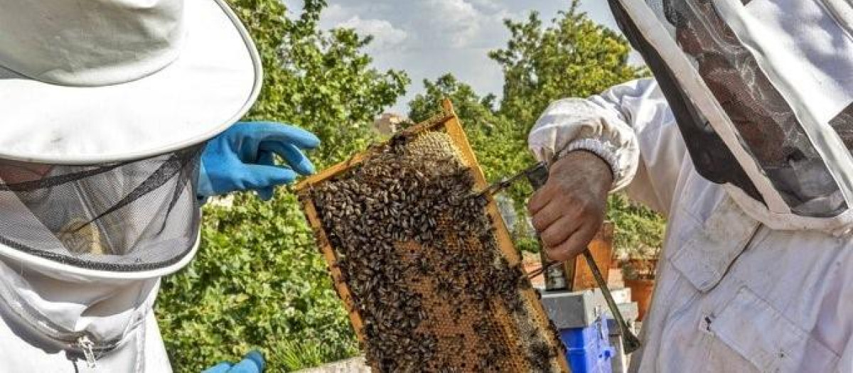 Apicultores manejan un panal de abejas