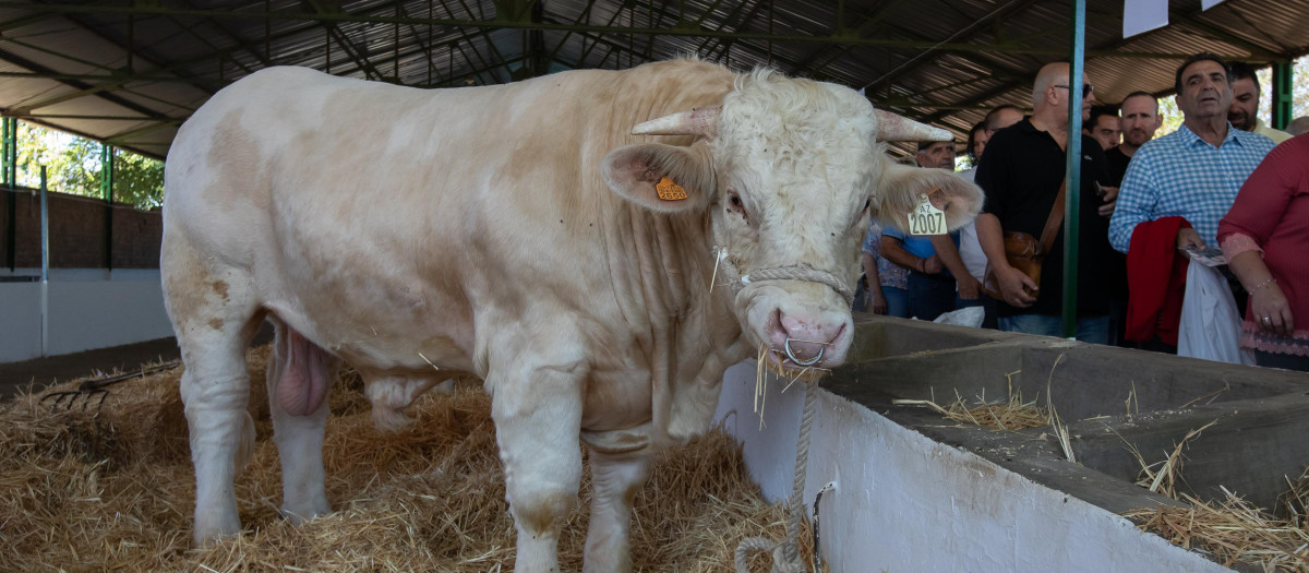 Semental en una feria de ganado en Zafra (Extremadura)
