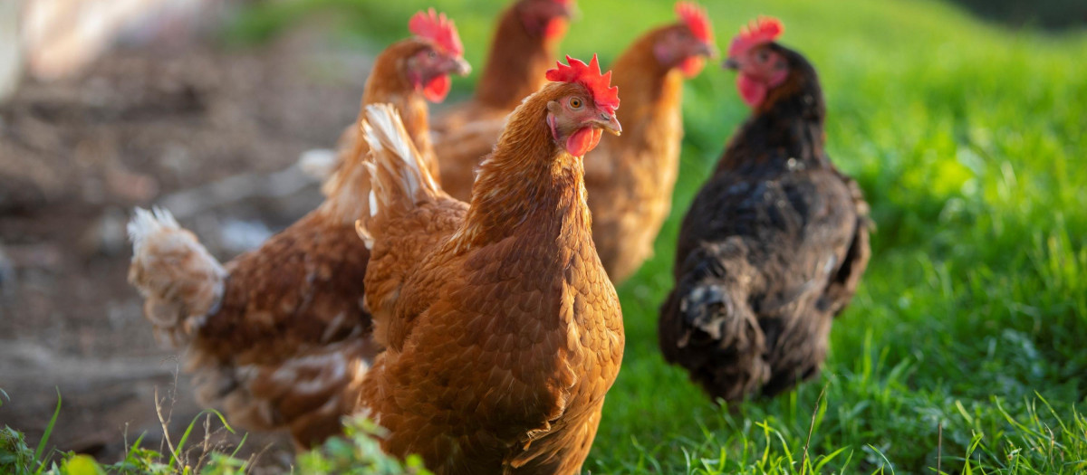 Gallinas
