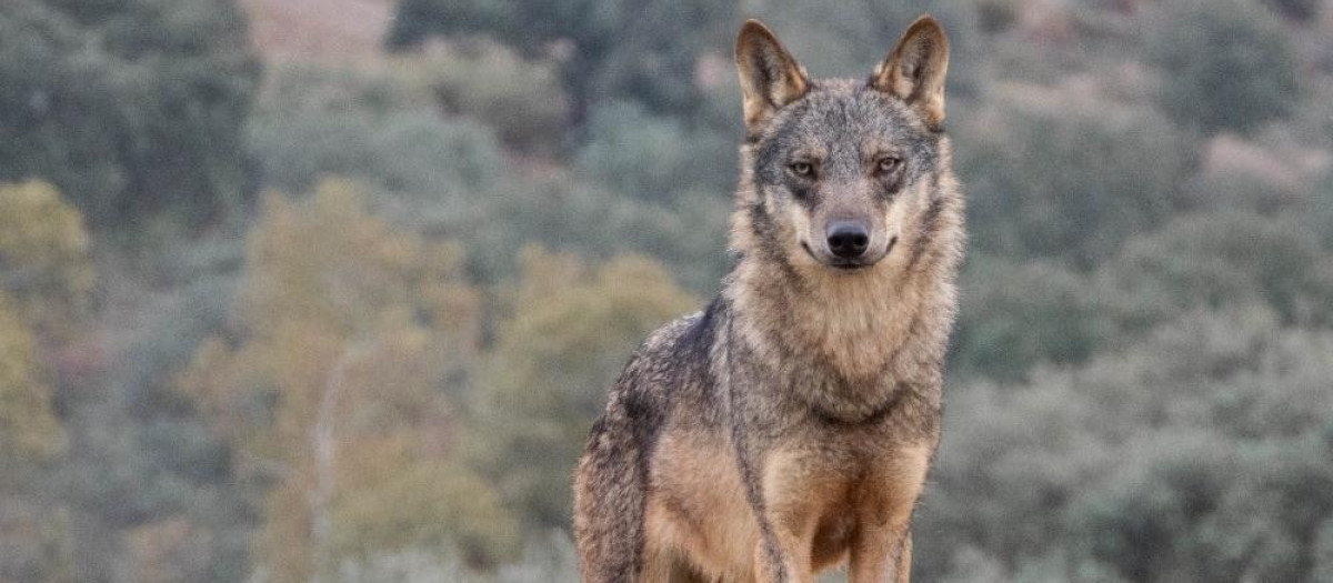 Lobo Ibérico.