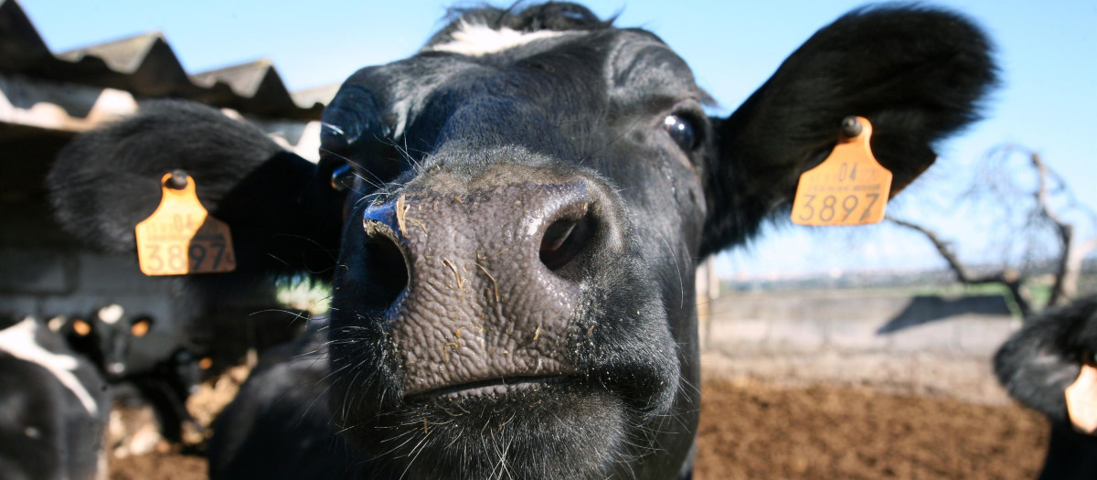 Vaca frisona