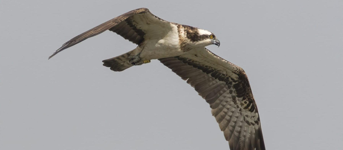 Imagen de un ejemplar de águila pescadora liberada en 2023 y que ha vuelto al parque natural