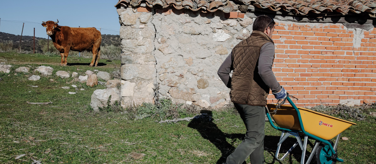 Un ganadero reparte alimento para su ganado en su finca en Colmenar Viejo (Madrid)