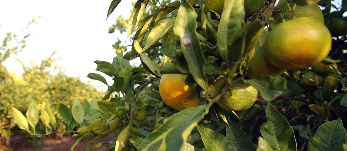 Campo de naranjas en la Comunidad Valenciana