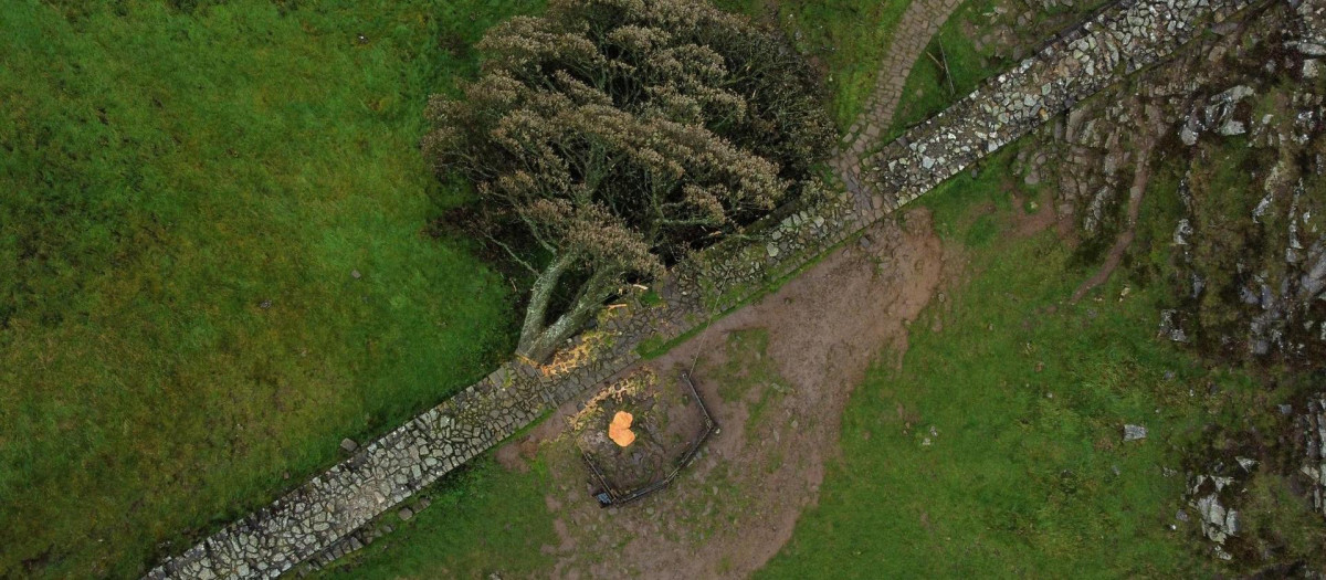 Foto aérea del árbol de Robin Hood