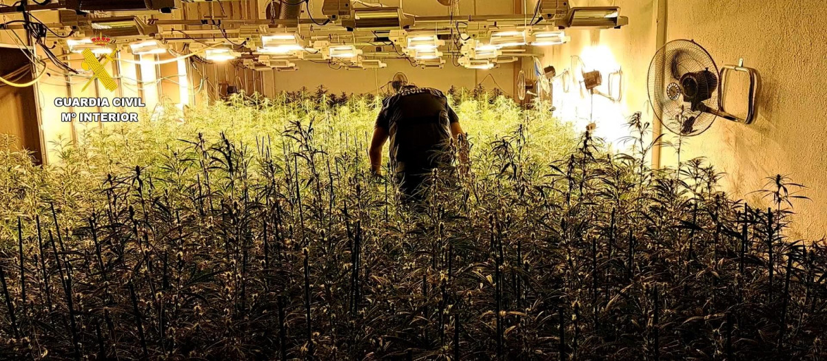Imagen de una de las cuatro plantaciones de marihuana desmanteladas por la Guardia Civil en Castellón