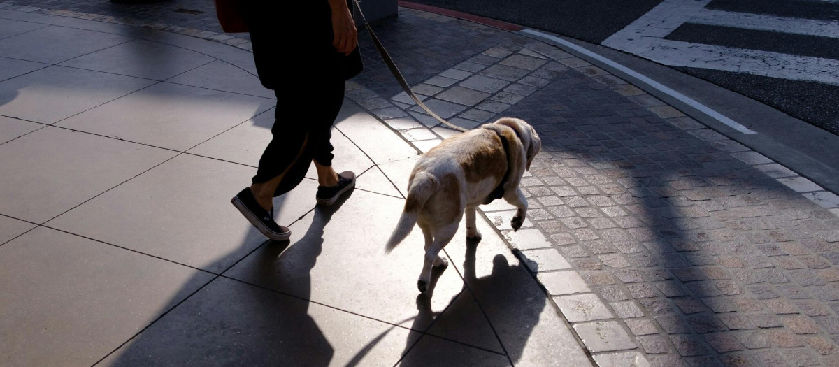 Un hombre pasea a un perro, en una imagen de archivo
