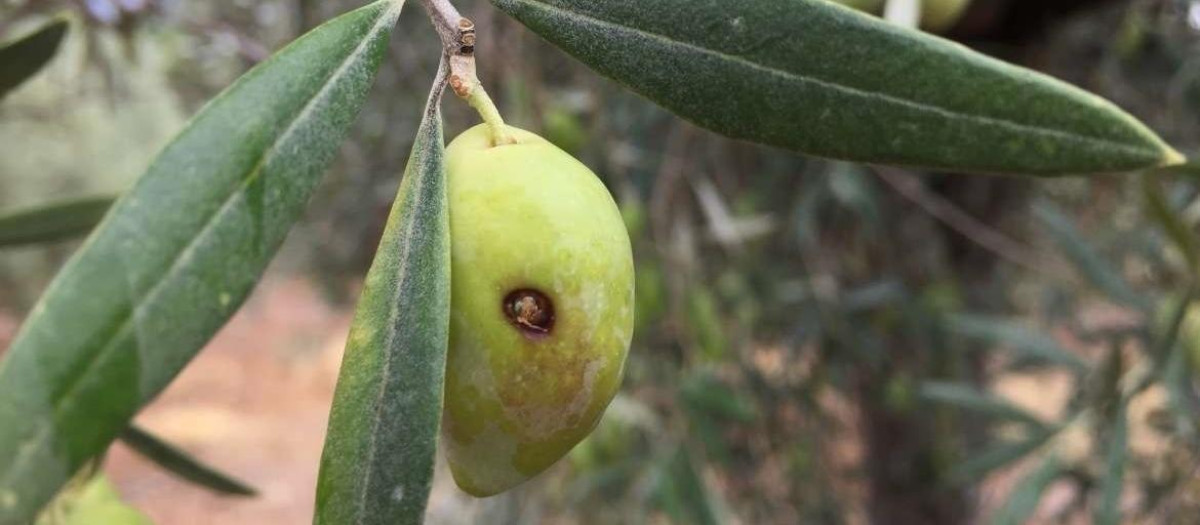 Daños provocados por la mosca del olivo