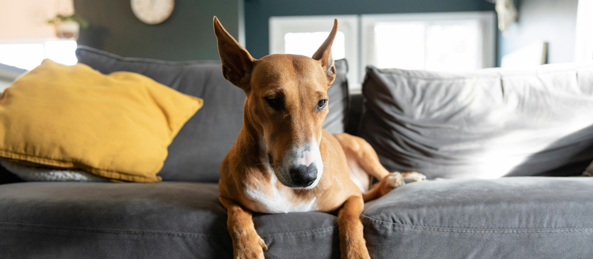 Qué pasa si un posible inquilino te dice que tiene perro