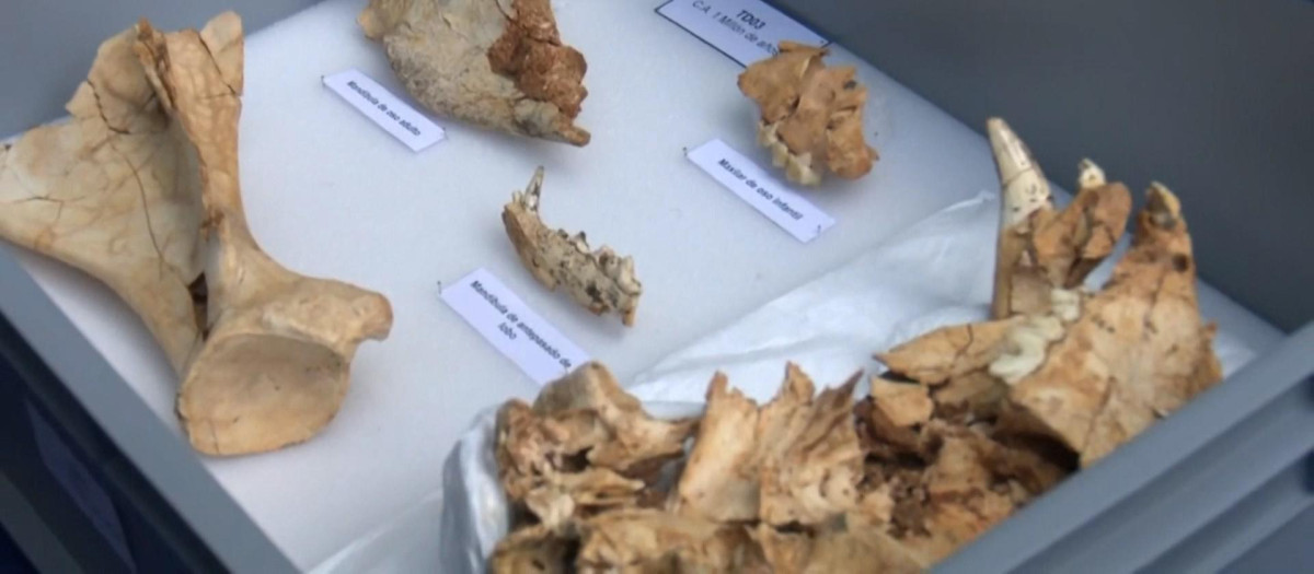 Un hallazgo en Atapuerca confirma que el primer habitante de la Península Ibérica era caníbal
