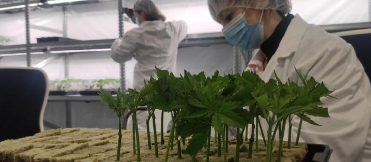 El invernadero del Parque Empresarial del Medio Ambiente en Garray de Ondara Directorship