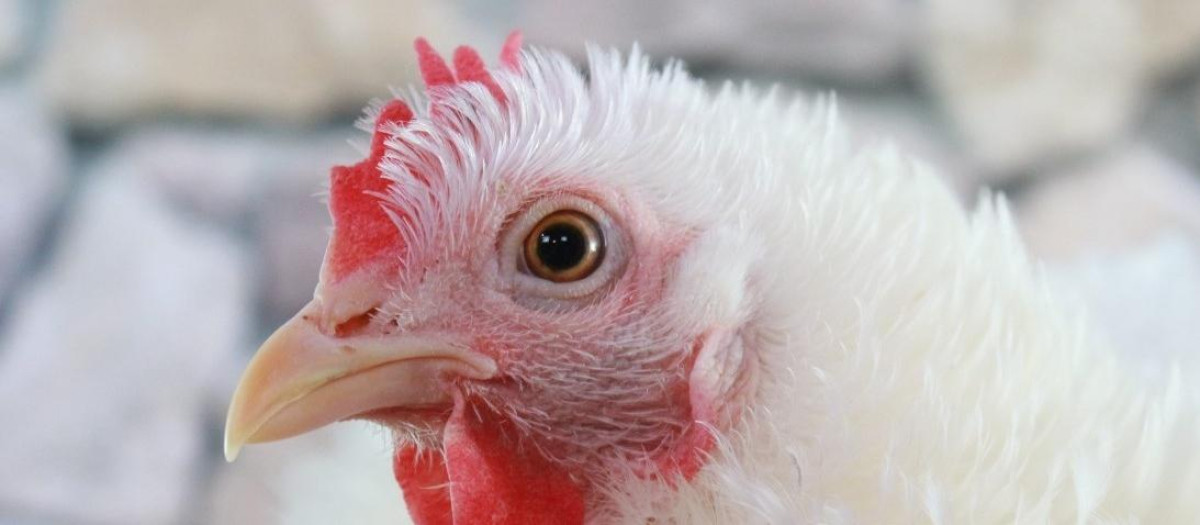 Gallina

REMITIDA / HANDOUT por JCCM
Fotografía remitida a medios de comunicación exclusivamente para ilustrar la noticia a la que hace referencia la imagen, y citando la procedencia de la imagen en la firma
28/7/2025