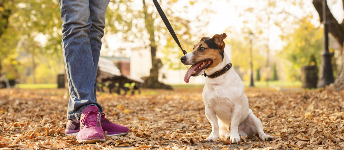 lindo perrito al aire libre con dueno
