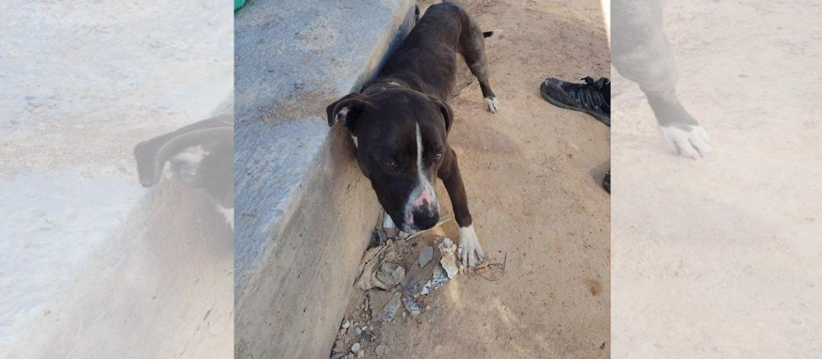 El Seprona investiga a una persona por abandonar a un perro atado al sol en Valdepeñas.

REMITIDA / HANDOUT por GUARDIA CIVIL
Fotografía remitida a medios de comunicación exclusivamente para ilustrar la noticia a la que hace referencia la imagen, y citando la procedencia de la imagen en la firma
28/7/2025