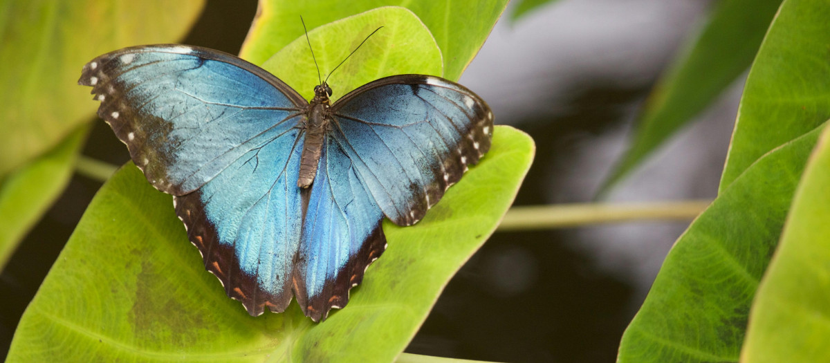 Las mariposas tienen un papel fundamental en la biodiversidad de los ecosistemas