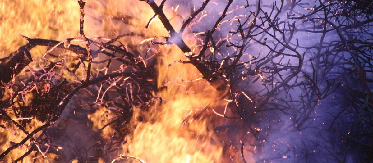 Incendio forestal