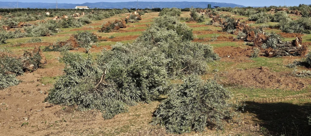 Olivos talados en una finca donde se prevé la instalación de una planta solar.